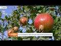 Turk anori Andijonda hosil berdi | O’zbekiston vaqti bilan (17.09.2026)