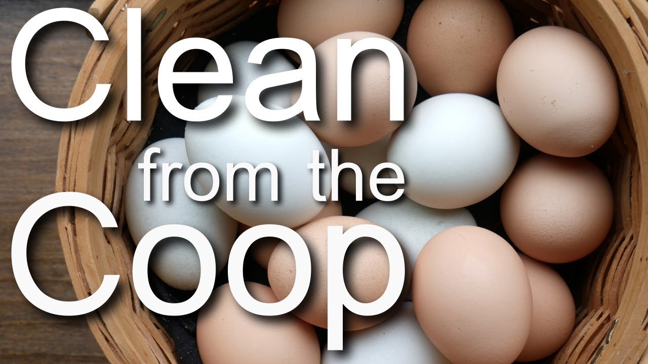 Washing Eggs - The Why And How - The Happy Chicken Coop