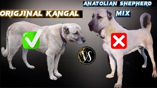 Original Kangal Dog vs Mix Anatolian Shepherd | The Truth vs Scammers | Kangal 101