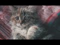 Kittens! #kitten #cats #adoptapet