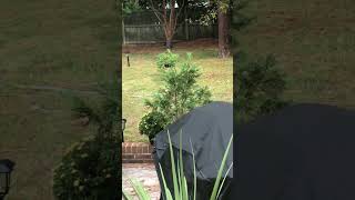 Psycho Squirrel - Unedited 1