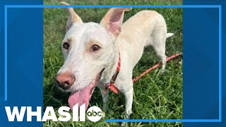 This Weeks Shelter Star: Meet Prime Day, a sweet girl with a big heart