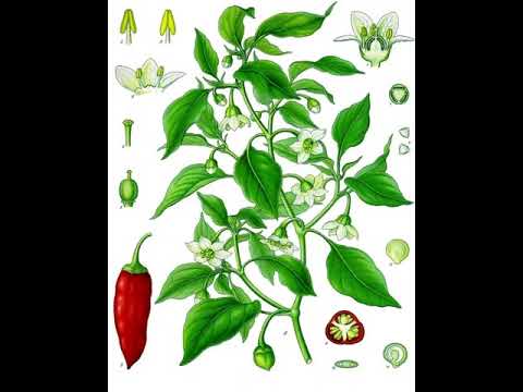 Capsicum annuum | Wikipedia audio article