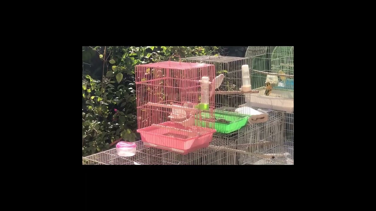 تغريد كناري سوري روعه