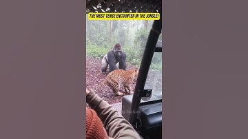 Gorilla vs. Leopard: The Most Tense Encounter in the Jungle! 😱
