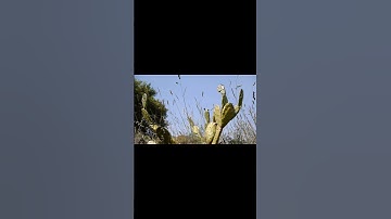 Flying around Area 51 in MSFS 2024