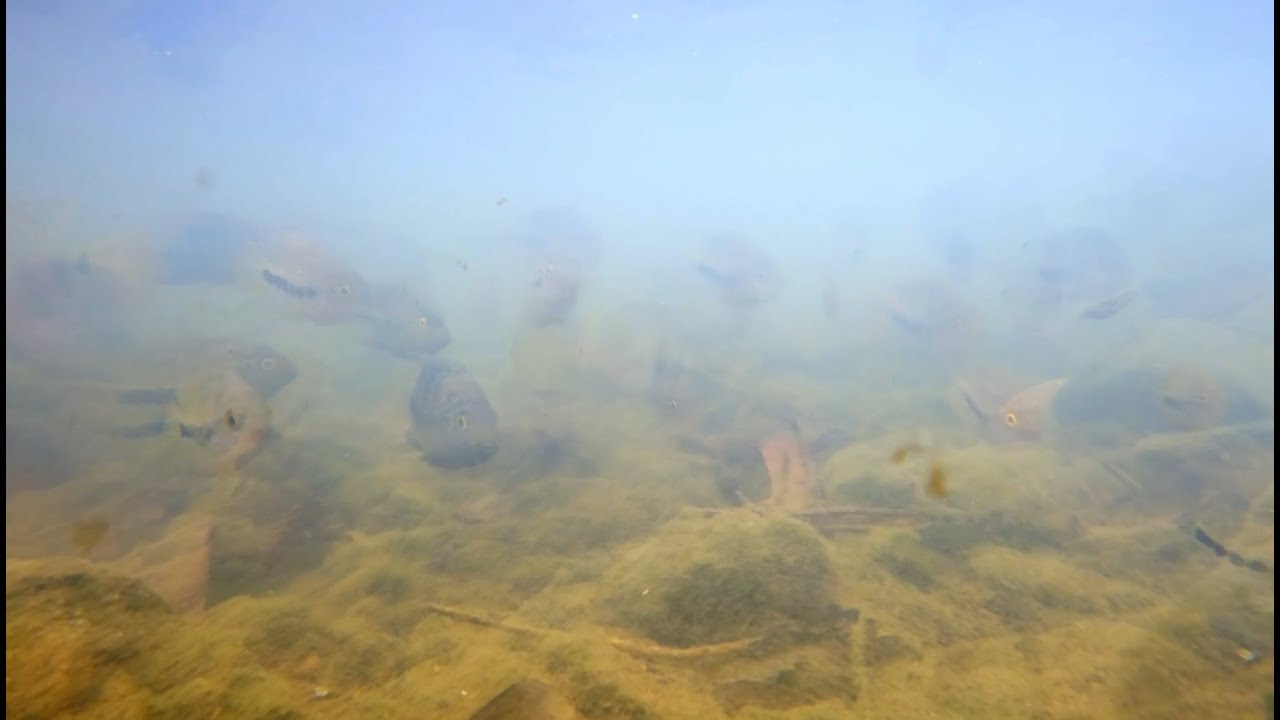 Fishes swimming in river