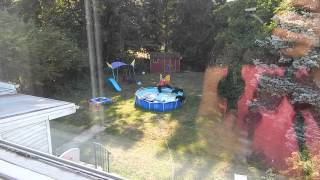 A bear family takes a dip in our pool  Part I