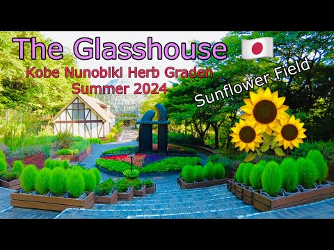 Sunflowers at KAZE NO OKA Summer 2024 || The Glasshouse of Kobe Nunobiki Herb Gardens || #kobejapan