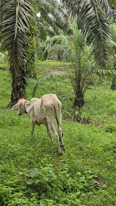 [LSD] penyakit bentol bentol pada lembu