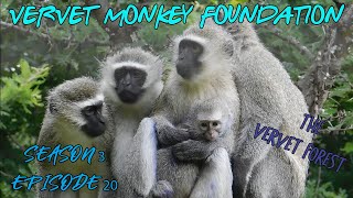 Skunkey Troop gets its first #babyorphans, monkeys wait eagerly  season 3 ep 20