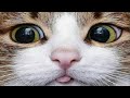 Suara Kucing Lucu Berbicara seperti Manusia | Kucing Lucu | Cat Talks Like Human | Funny Cat