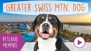 Great Swiss Mountain Dog Fun Facts by Petland Memphis 5 views 3 months ago 49 seconds