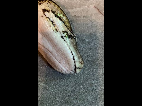 Burmese Python shedding its head - watch up close!
