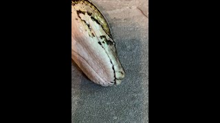 Famous Burmese Python shedding its head - watch up close! Profile