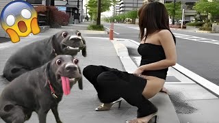 AWW Top Funny Cats And Dogs Videos 2022 - Funniest Animals Videos Part 26 by kidsgametv 1,422 views 1 year ago 3 minutes, 50 seconds