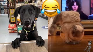 Funny Animals 2022 😹🐶 - The Best Funny Animal Videos for Watching in 2022 🤣😂