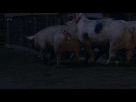 The Pigs Escape From the Dingle Homestead - Emmerdale