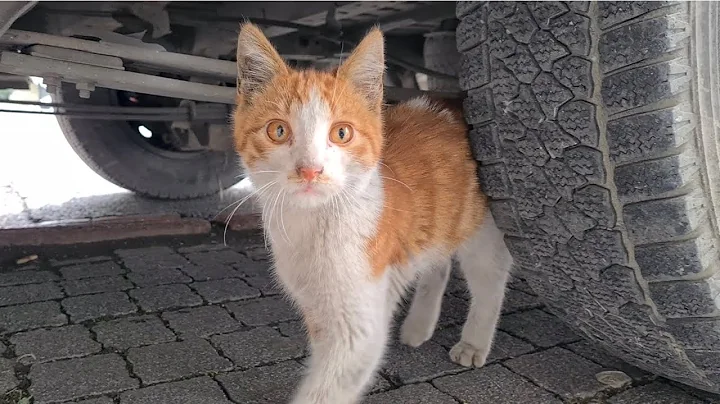 Video 3908151: kittens persian cat tabby, food tabby cat persian, kitten cute persian tabby, persian cat kitten sweet, cat kitten adorable persian, cute kitten color, cute kitten eyes