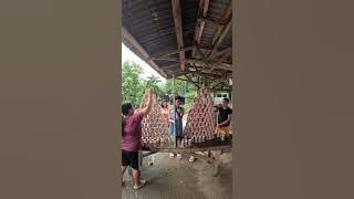 Download lagu tallest cup wins