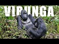 Gorilles des Montagnes Virunga