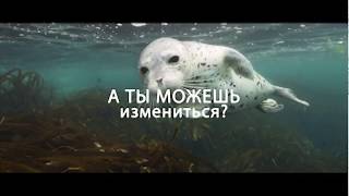 Видео о профессиях №4. Клинический психолог. Видео о профессиях №4. Клинический психолог.