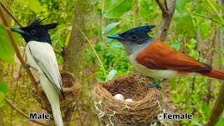Indian Flycatcher Nest In Jungle Hidden Camera Khyberimages