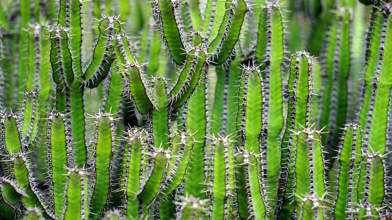 Building the largest cactus farm hypixel skyblock has ever seen - Part