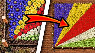 Country Flags are GROWING in the Fields!🌹🌷🌻