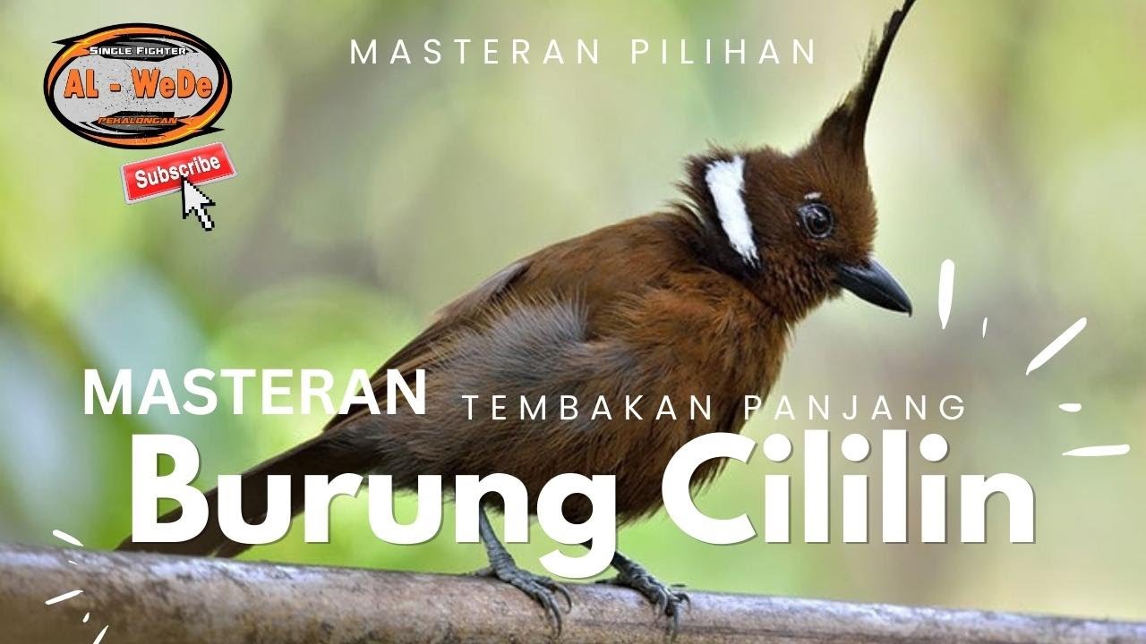 MASTERAN CILILIN TERBARU 2023 YouTube