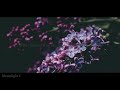 Rokugatsu Ame [六月の雨] - Plastic Tree (English Subtitles)