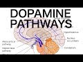 Dopamine Pathways Antipsychotics And EPS Dopamine Pathways Antipsychotics And EPS