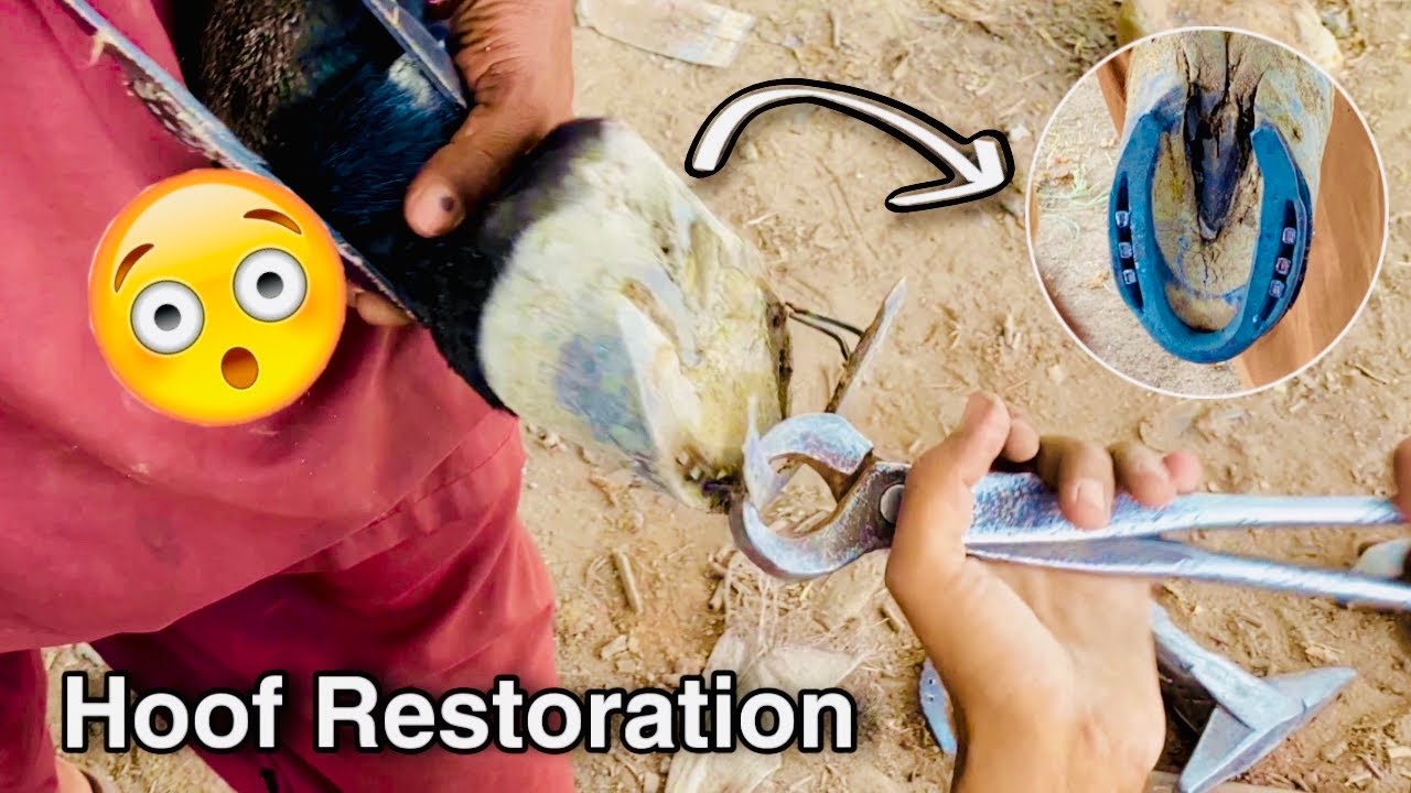 Horse Hoof Restoration Instant Pain Relief for Horse Hoof Trimming