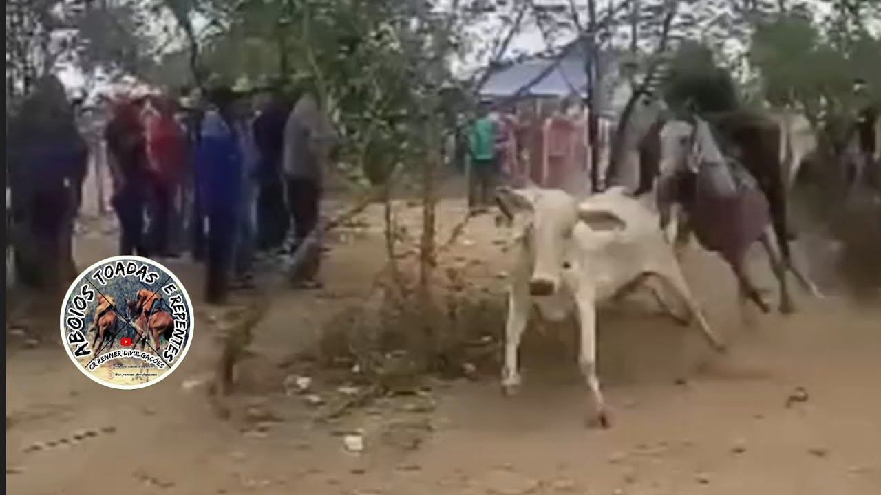 Forró Com Zé Filho e Luizinho Imagens Vaqueiros Corredo a Boiada