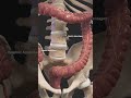 Epiploic Appendages #humanbody #viral #viralvideo