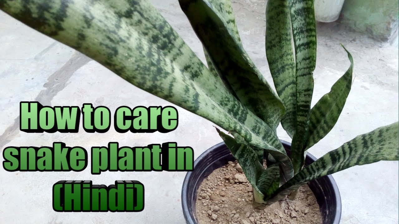 How to care snake plant (Mother in law) in (Hindi)
