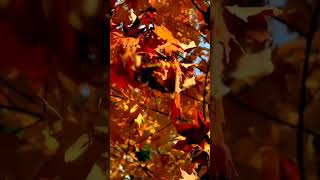 Why Do Leaves Change Color in Fall? 🍂 | Fun Science for Kids!