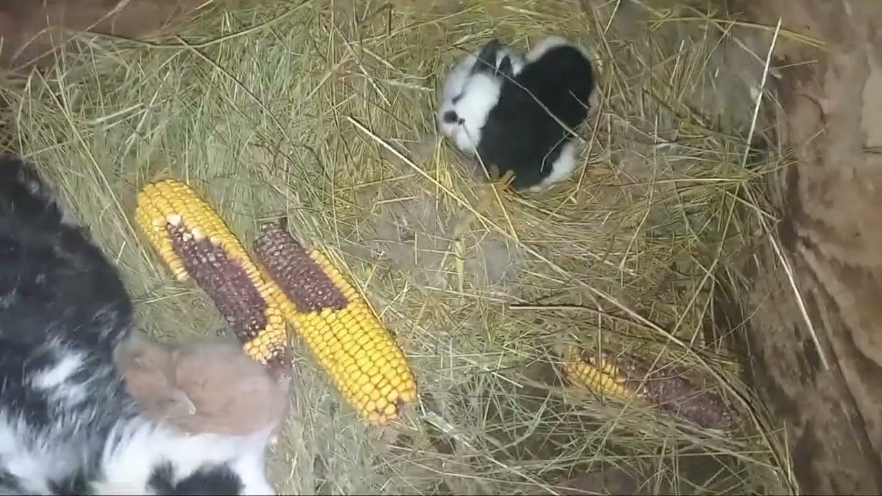 Video cu o veste urâta .