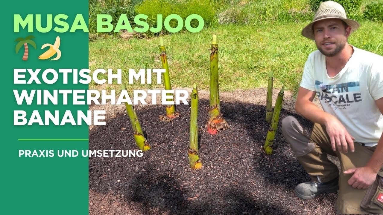 Exotenbeet 🌴 anlegen mit winterharter Banane 🍌 Musa Basjoo Pflanz-Tutorial