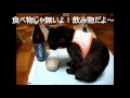 麦焼酎「いいともブルー」を飲みたかった猫 The cat which wants to drink shochu