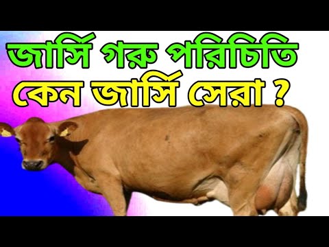 ভিডিও: একটি মুরগি ডিমের উপর কতক্ষণ বসে থাকে এবং একটি মুরগি ডিমে বসে থাকলে একজন মুরগির খামারি কী করবেন?