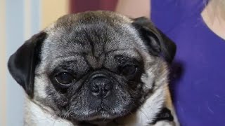 How to prepare pets for changing routines amid pandemic