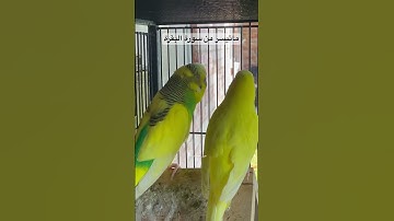 #سورة_البقرة #المصحف #عبدالباسط_عبدالصمد #قرآن #العراق #مصر #السعودية #طيور #quran #birds #budgies