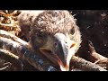 Decorah Eagles - North Nest - Bieliki - Karmienie ( piękne zbliżenia ) 30/04/2021