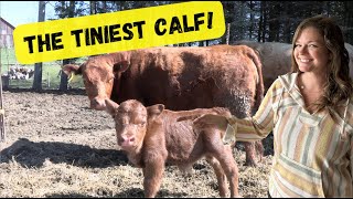 Birth of a Mini COW! Dwarf Dexter Calf! by Sweet Briar Farm 559 views 3 weeks ago 9 minutes, 10 seconds