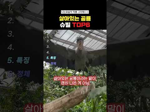 살아있는 <strong>공룡</strong> 슈빌 Top6