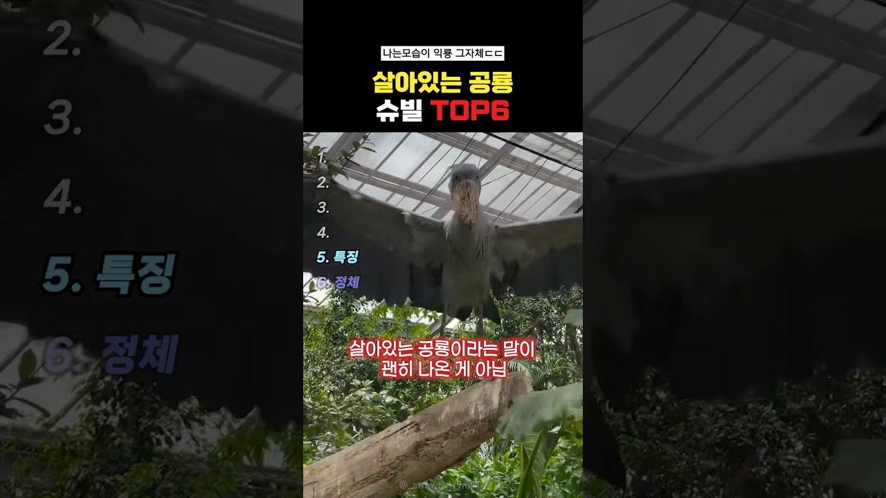 살아있는 공룡 슈빌 Top6