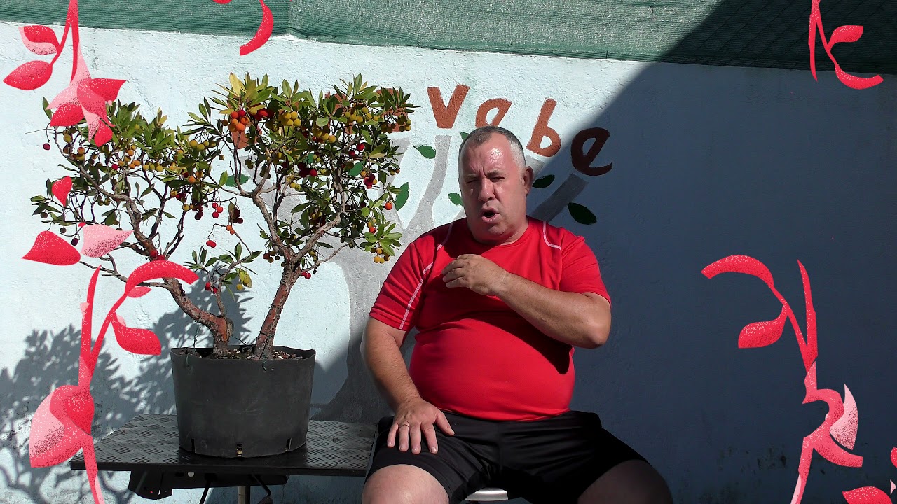 Madroño y frutos otoño 2021.