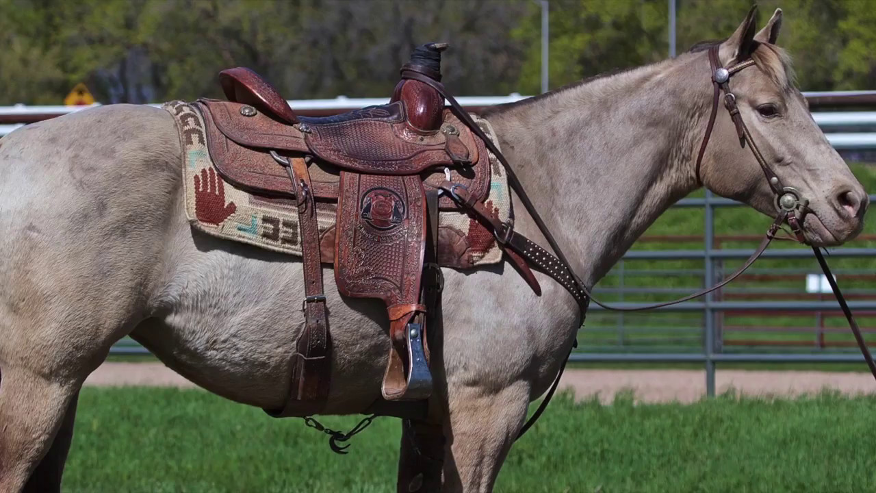 Champagne Dreams 2011 Quarter Horse Champagne Mare YouTube