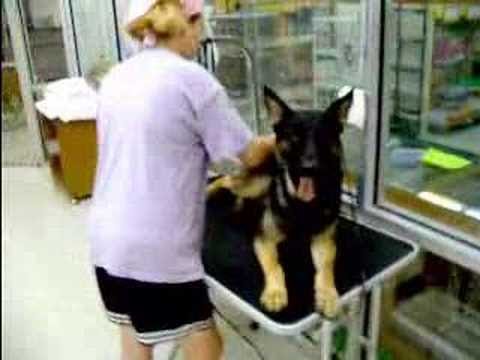 German Shepherd in Self-Service Dog Wash